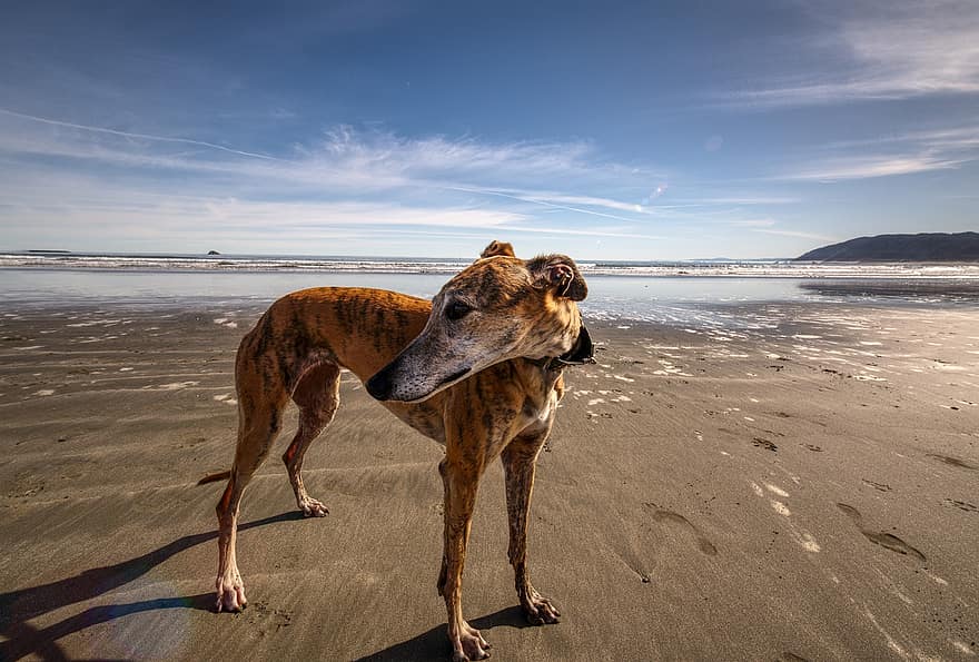 Kalifornia, rannikko, koira, nisäkäs, pelastaa, kilpailija, vesi, aallokko, hiekka, ranta, rannikko-