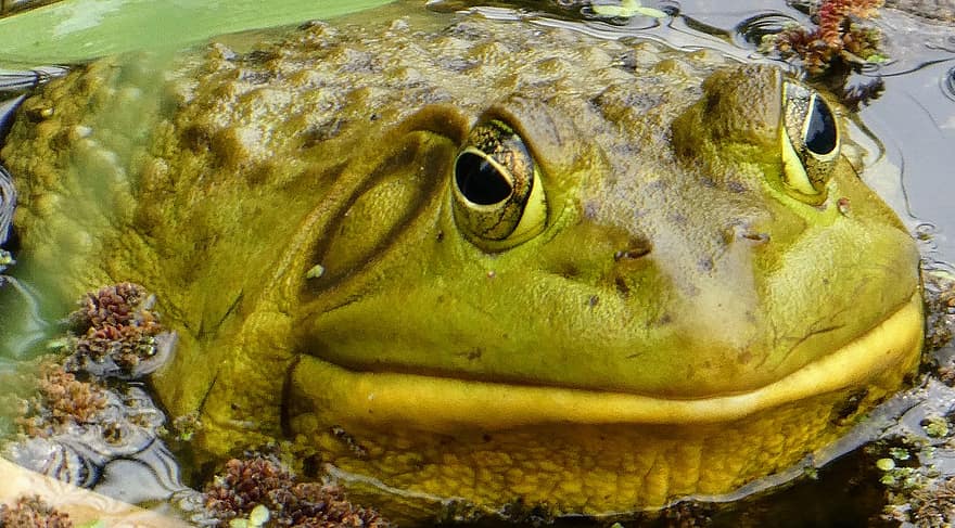 жаба, крастава жаба, хидроплан, животно, зелен, езерце