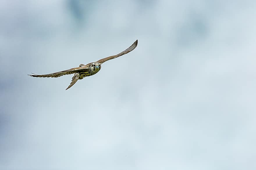 kuş, yırtıcı kuşlar, yerel peregrine erişme, Falco Cherrug, nesli tükenmekte olan türler, uçuşta