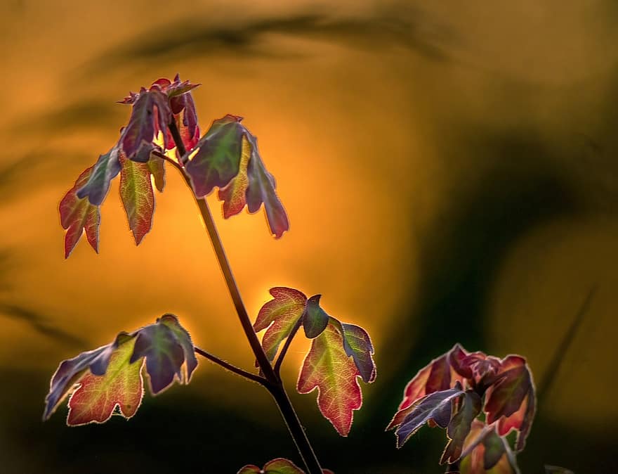 Leaves, Spring, Plant, Nature, Sunset, Light, Flora, leaf, autumn, yellow, multi colored