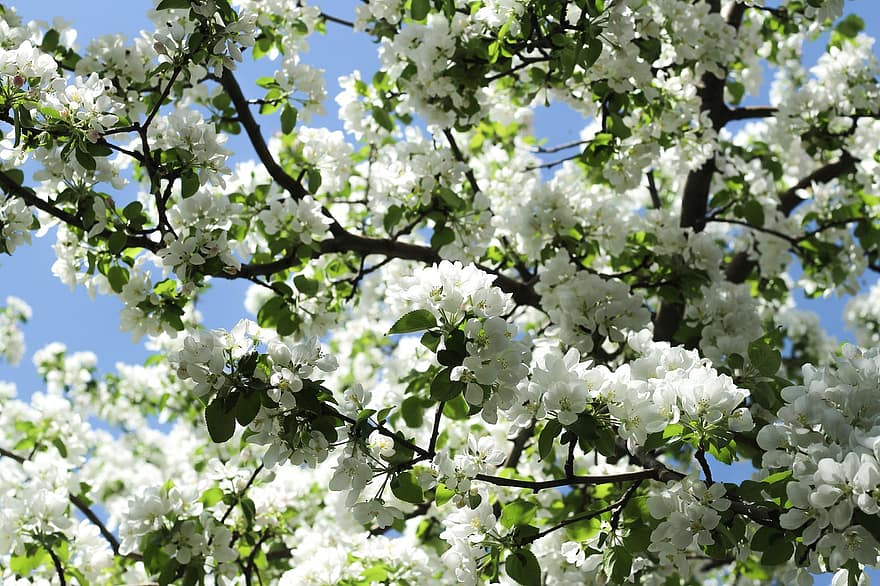 Obuolių medis, obuolių žiedai, obuolių gėlės, baltos gėlės, pavasaris, gėlės, žydi, flora, pavasarį, filialas, medis