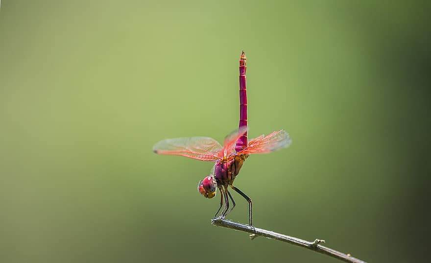 dragonfly, insekt, dyreliv, nærbilde, makro, grønn farge, sommer, multi farget, dyrfløyen, anlegg, blad