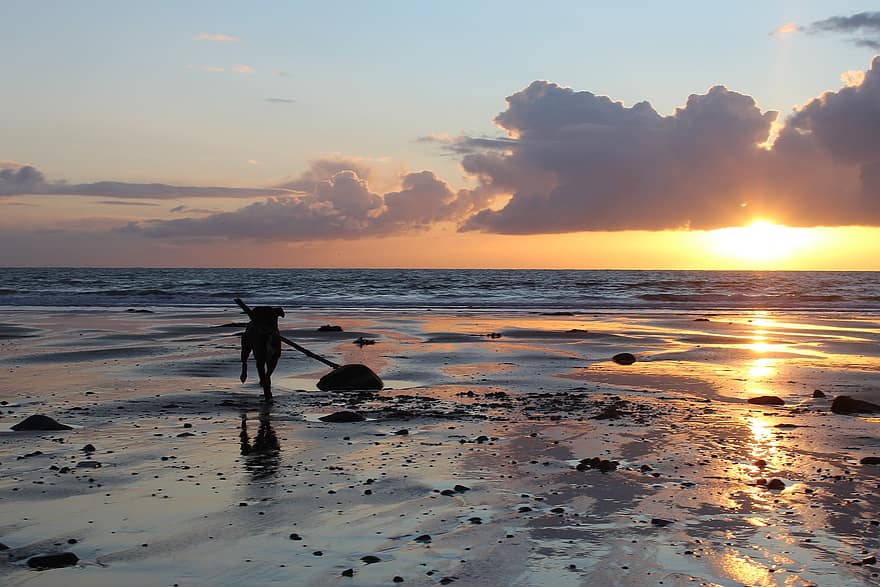 de praia, por do sol, cão, cachorro, areia, mar, animal, natureza, reflexão, agua, verão