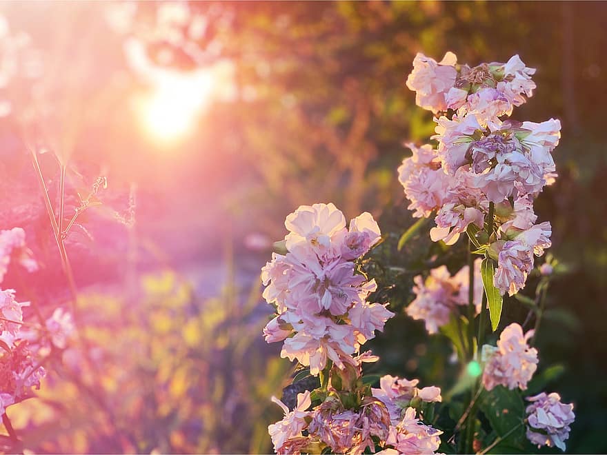 fiori rosa, prato, giardino, tramonto, fiori