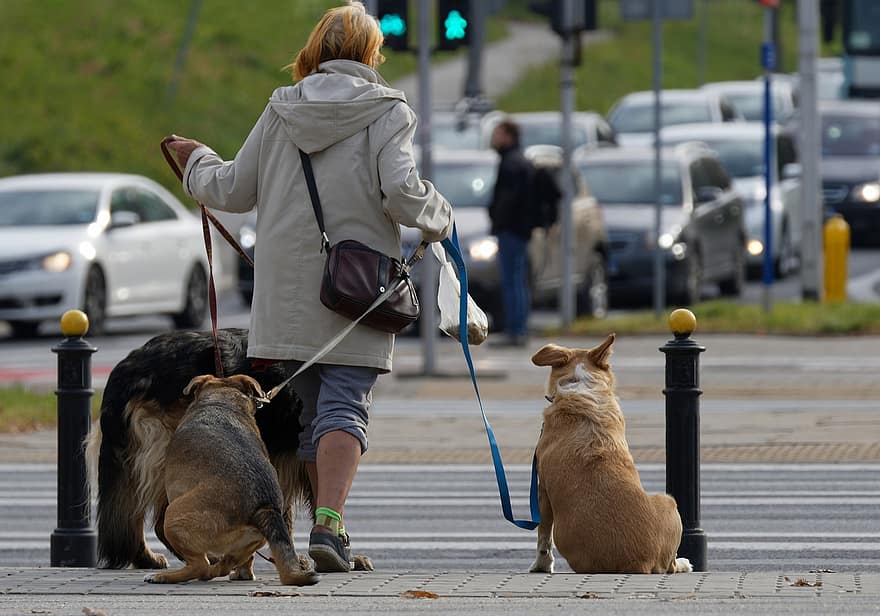 жінка, собаки, вигул собак, пішохідний перехід, на відкритому повітрі, місто, домашні тварини, тварини, вул, пес, собачий