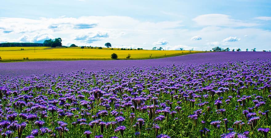 lavenders, kukat, laventelin kenttä, violetit kukat, kukinta, kukka, ala, kasvisto, luonto, laventeli niitty, kasvit
