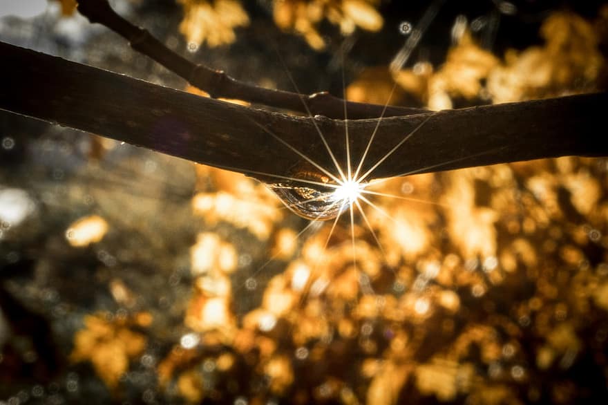 Tree, Branches, Rays, Water, Sheets, Fall, Sun, Shine, close-up, backgrounds, leaf