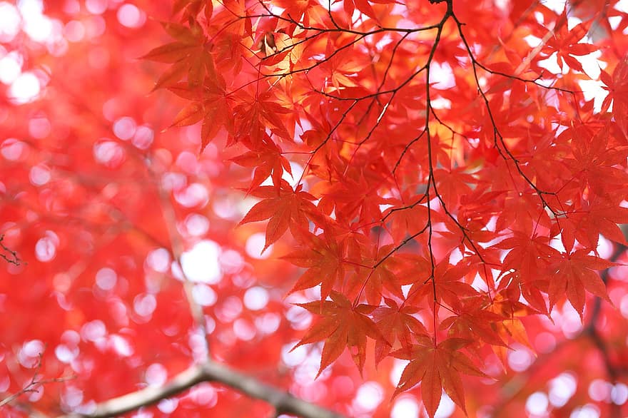 otoño, hojas de otoño, temporada de otoño, hojas, naturaleza