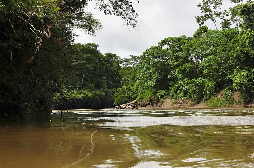 деревья, джунгли, река, лесоводство, лес, воды, Эквадор, Амазония