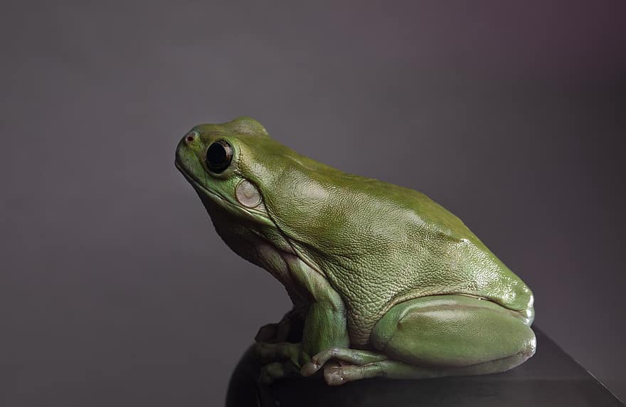 Frog, Green Frog, Animal, Amphibian