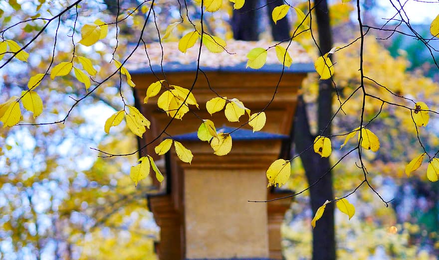 podzim, strom, listy, barvitý, poboček, Příroda, venku, list, zlatý, sezónní, scenérie