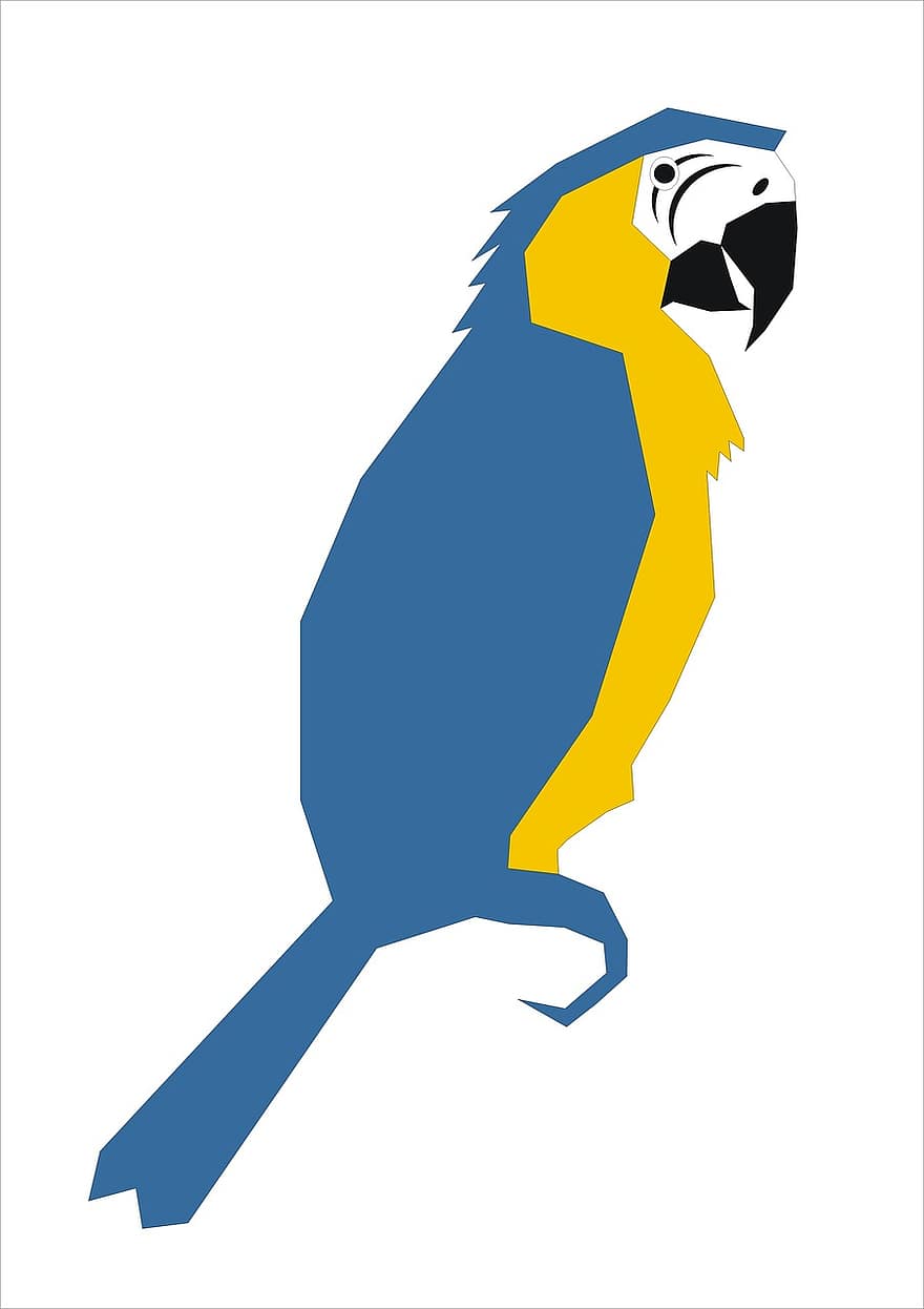pappagallo, grafico