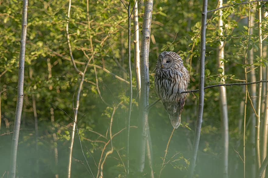 Ural Owl, Owl, Bird, Large Owl, Animal, Gray Owl, Avian, Wildlife, Birds Of Prey, Carnivore, Strix Uralensis