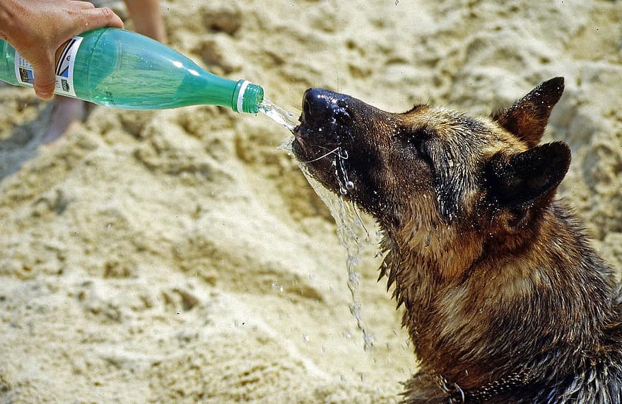 koira, koiran-, lemmikki-, kotimainen, vesi, juoda, janoinen, juominen, lämpö