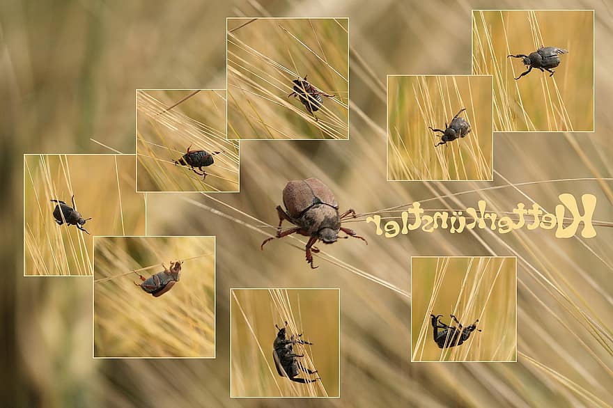 collage, escarabat, gra, artista d’escalada, groc, naturalesa, orella de blat de moro, camp de blat de moro, insecte