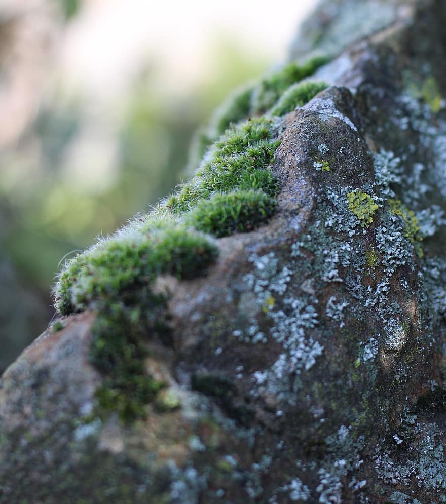 musgo, piedra, descuidado, naturaleza, botánica, de cerca, color verde, planta, bosque, macro, crecimiento