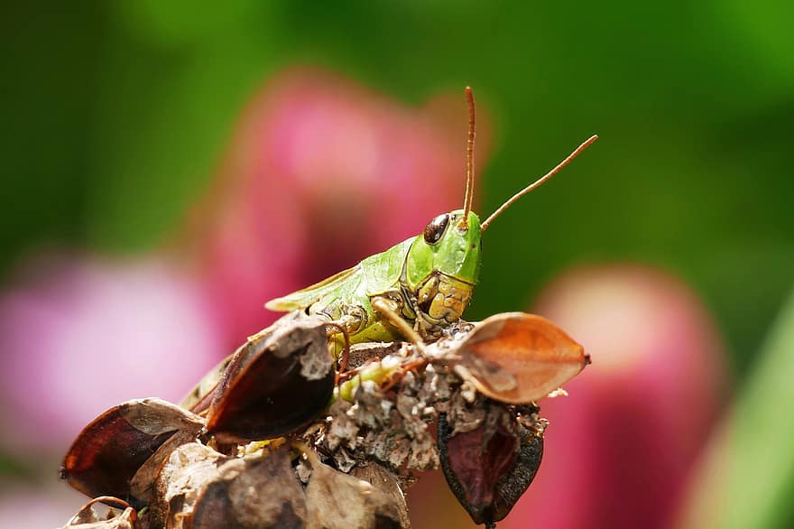 zelený kobylka, saranče, hmyz, suché rostliny, rostlina, tráva, flóra, louka, Příroda, detailní