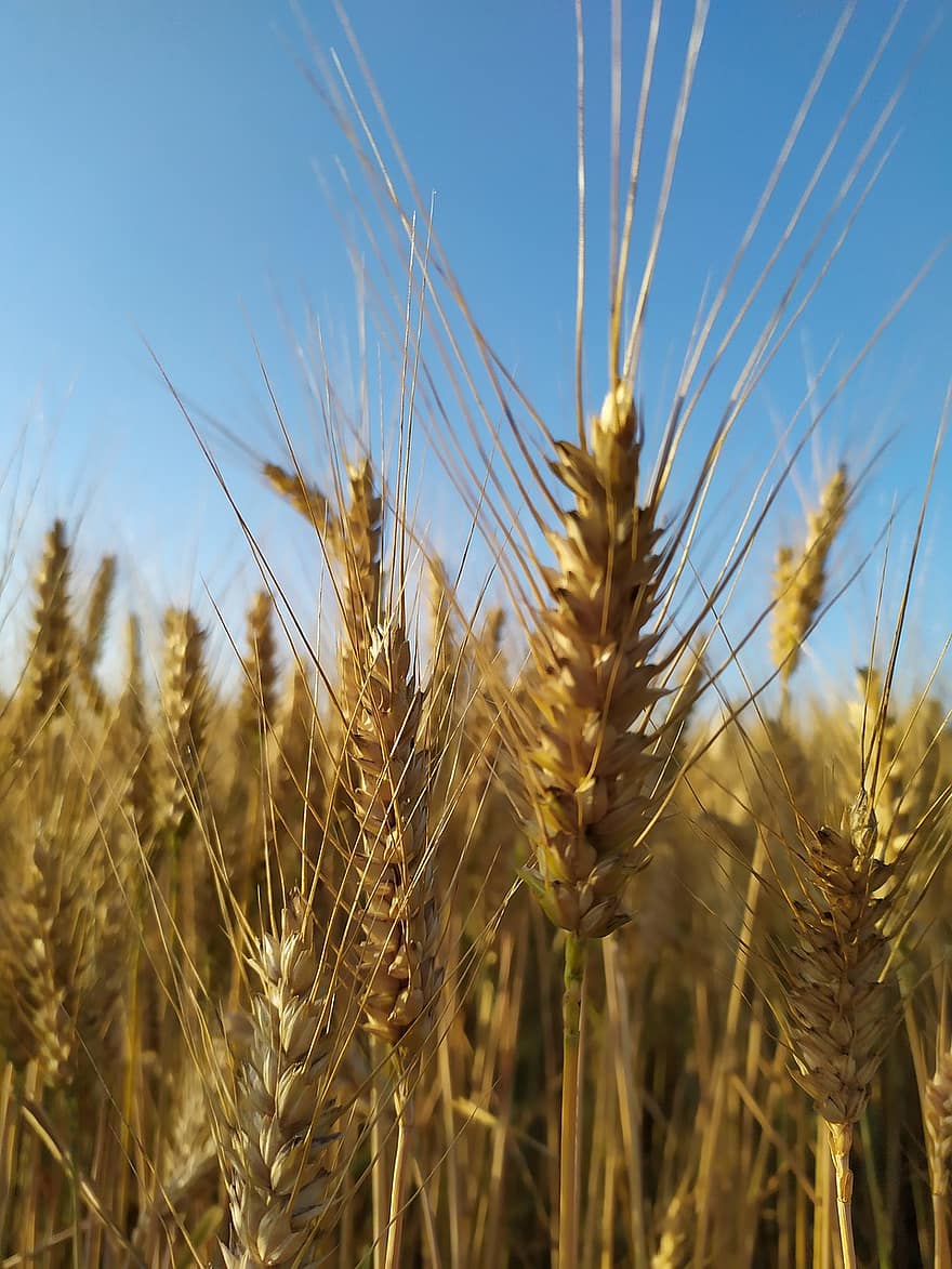 kukuřice, žito, pšenice, zemědělství, zblízka, klásky, venkovský