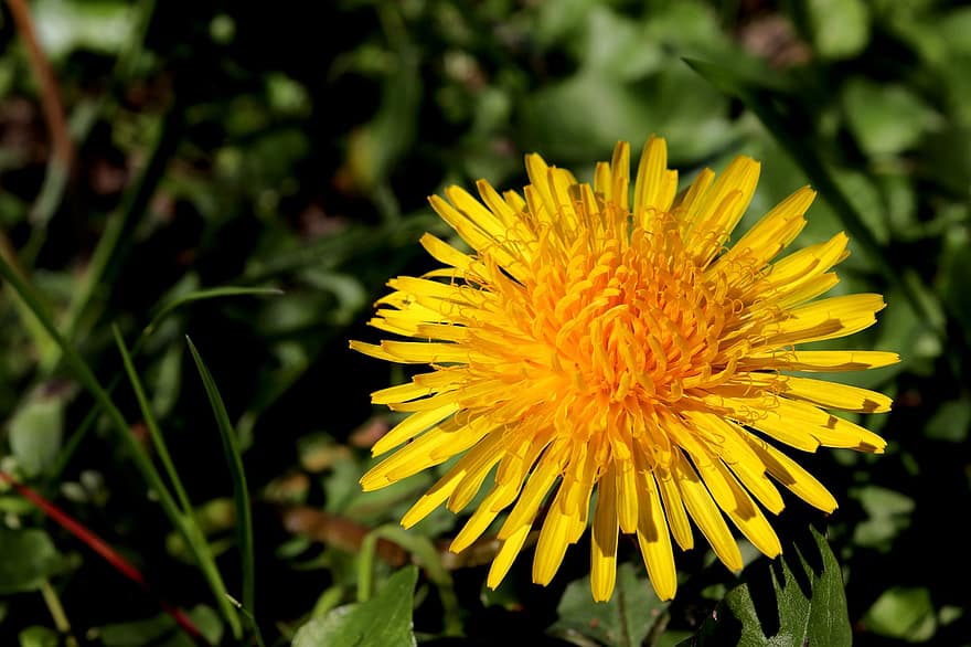 Dandelion, Yellow Flower, Flower, Plant, Nature, summer, close-up, yellow, green color, grass, meadow