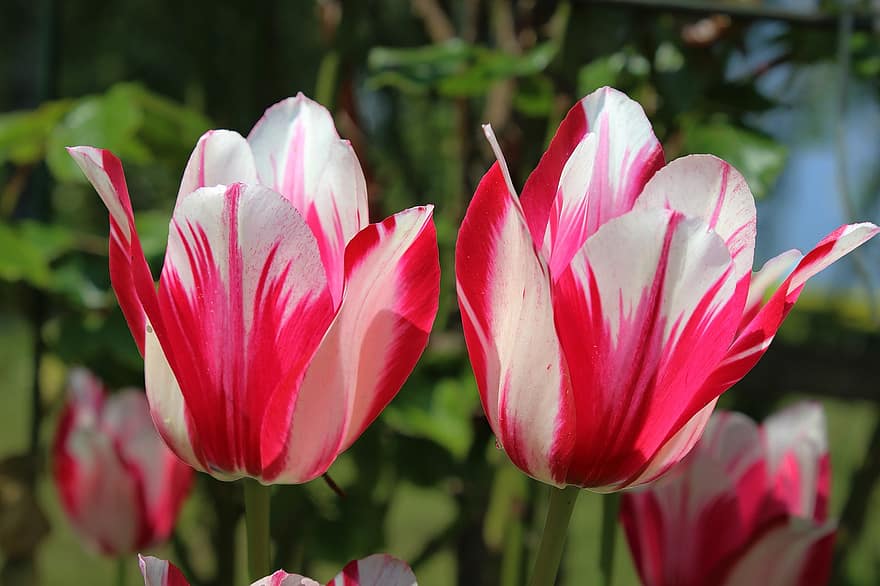 tulipaner, blomster, hage, vår, flora