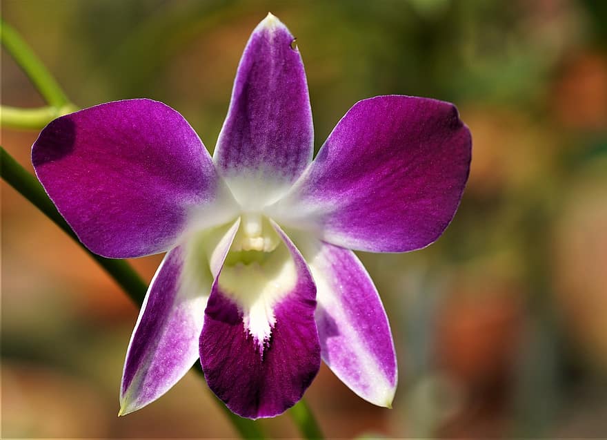 blomma, orkide, kronblad, Dendrobium Sonia, dendrobium, orchidaceae, lila, flora