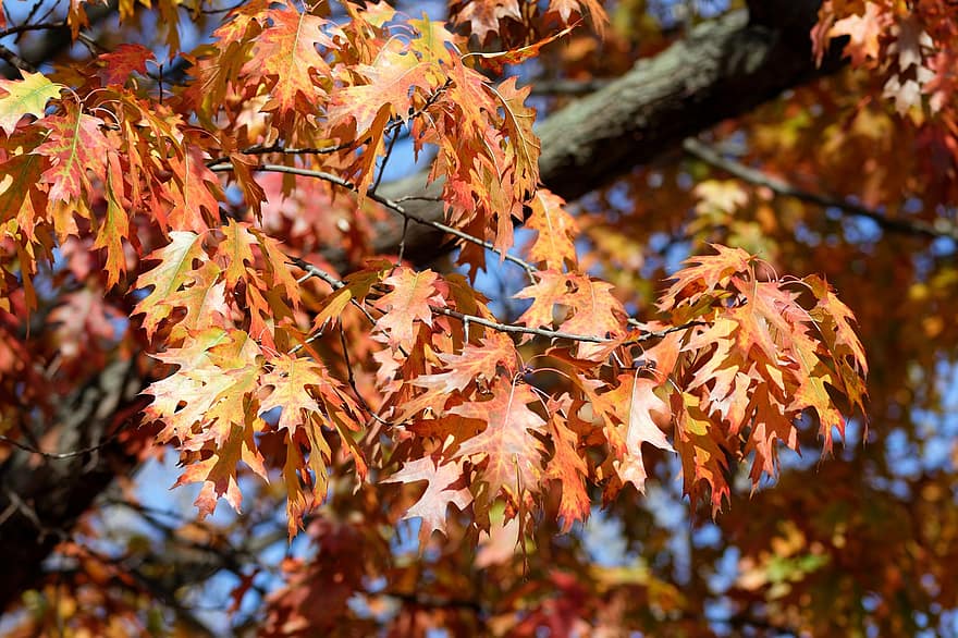 Oak, Leaves, Fall, Autumn, Oak Leaves, Autumn Leaves, Foliage, Branches, Tree, Plant, Nature