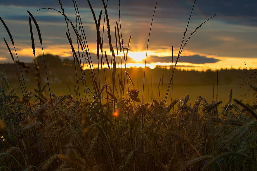 blé, champ, le coucher du soleil, Soleil, surgir, plantation, ferme, campagne, paysage, la nature, rural