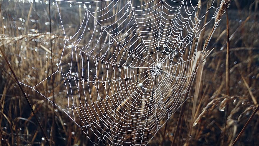 jaring laba-laba, titik embun, makro, tetesan, alam, Latar Belakang, rumput