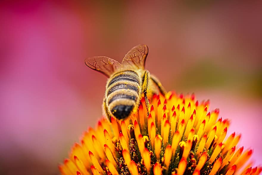 coneflower, μέλισσα, Κεφαλή μπουλονιού, echinacea, καλοκαίρι, φύση, pallida, λουλούδι, ακανθώδης, ημιδιαφανές sonnenhut, λουλουδόκηπος