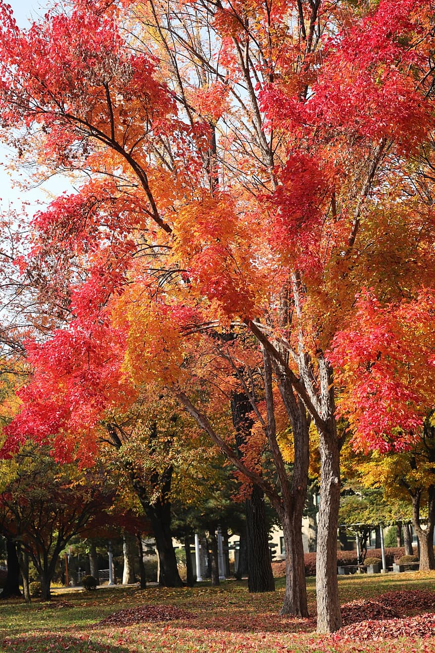 podzimní listí, podzim, listy, Příroda, strom, rostlina, nádhera, list, sezóna, žlutá, vícebarevné