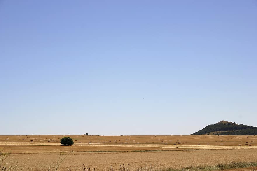 bidang, padang rumput, bukit, pohon, Tanaman Gulma, gandum