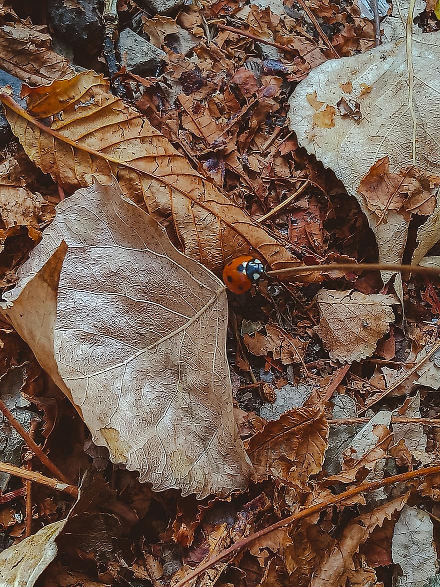 Blätter, Marienkäfer, Insekt, Herbst