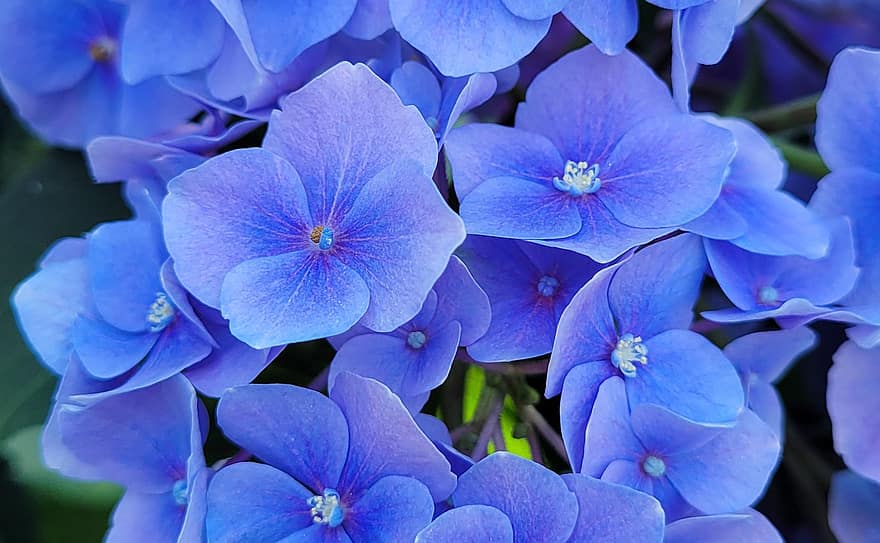 ortensia, fiori, giardino, fiori blu, petali blu, petali, fioritura, fiorire, flora, pianta, natura