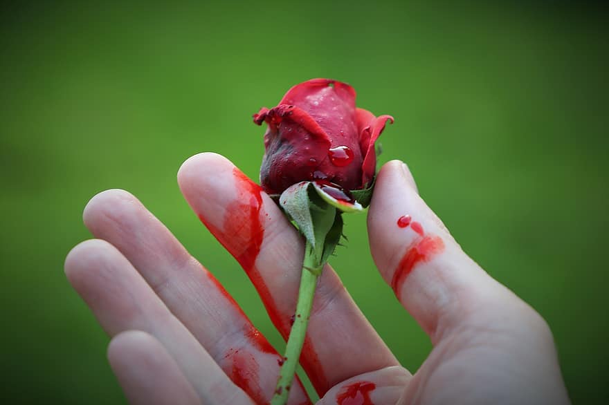 Blutige Rose, Hand, tiefe Emotionen, traurig, Tragödie, Trauer, Grusel, Blut, Traurigkeit, Erinnern, Samtrose