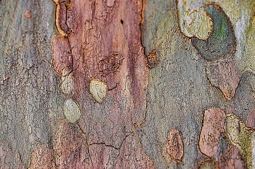 bark, träd, trä, textur