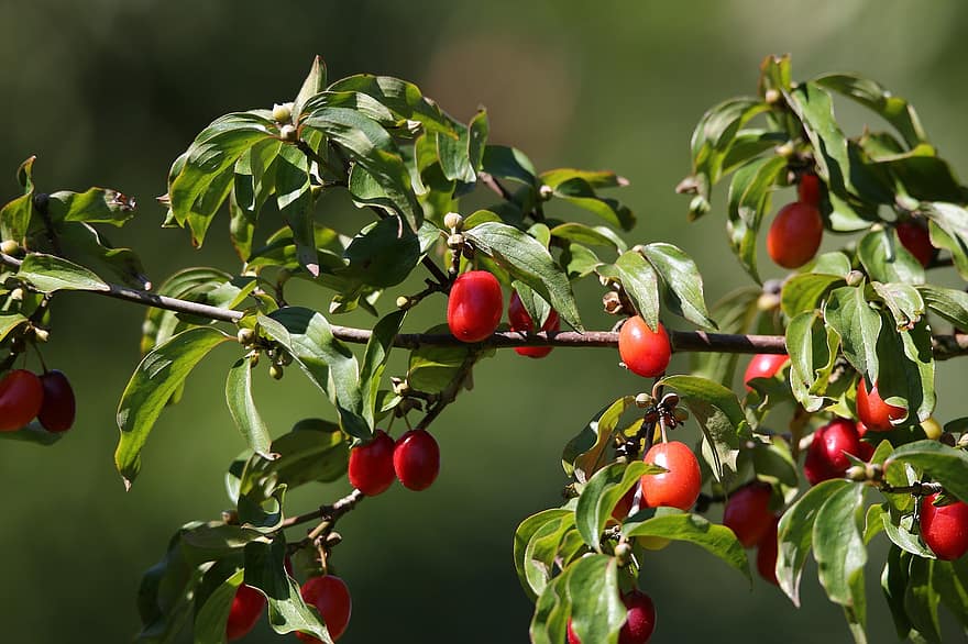 fructe de padure rosii, cornelian cireș, ramură, plantă, copac, frunze, cornus mas, natură