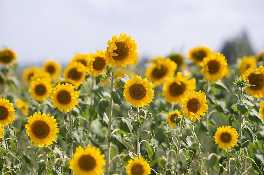 Sunflowers, Field, Flowers, Sunflower Field, Bloom, Blossom, Flora, Plantation, Farm, Sunflower Farm, Floriculture
