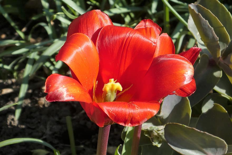 blomst, tulipan, kronblade, pære plante, forår, flor, ark, plante, tæt på, sommer, blad