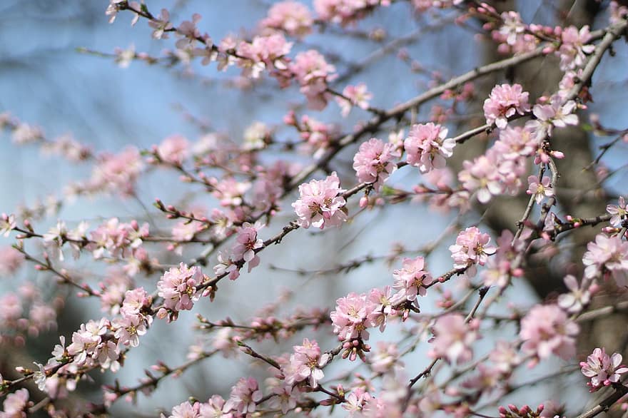 Sakura, cseresznyevirág, Japán, természet, virágok, tavaszi, évszaki, virágzás, növényvilág, tavasz, ág