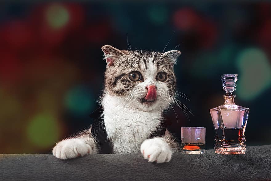scotch, rolig, katt, dryck, glas, whisky, sprit, flaska, kattunge, sällskapsdjur, slicka