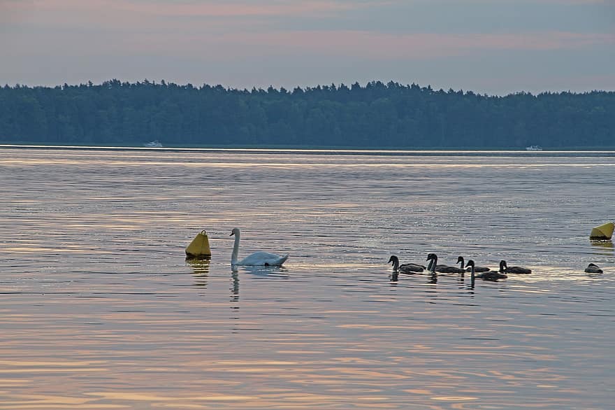 Swans, Lake, Sunset, Birds, Evening Atmosphere, water, swan, pond, animals in the wild, summer, duck