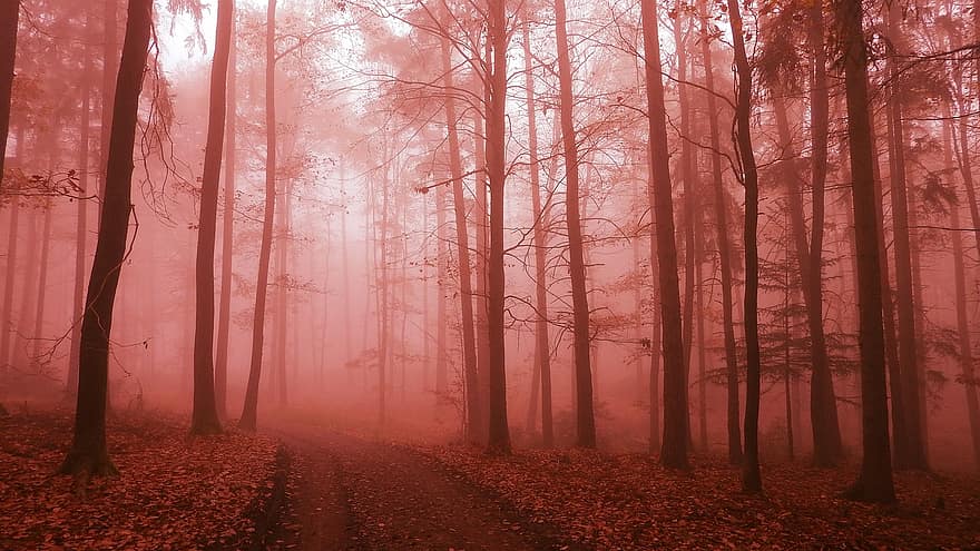 Trail, Forest, Fog, Foggy, Mist, Path, Forest Path, Trees, Woods, Nature