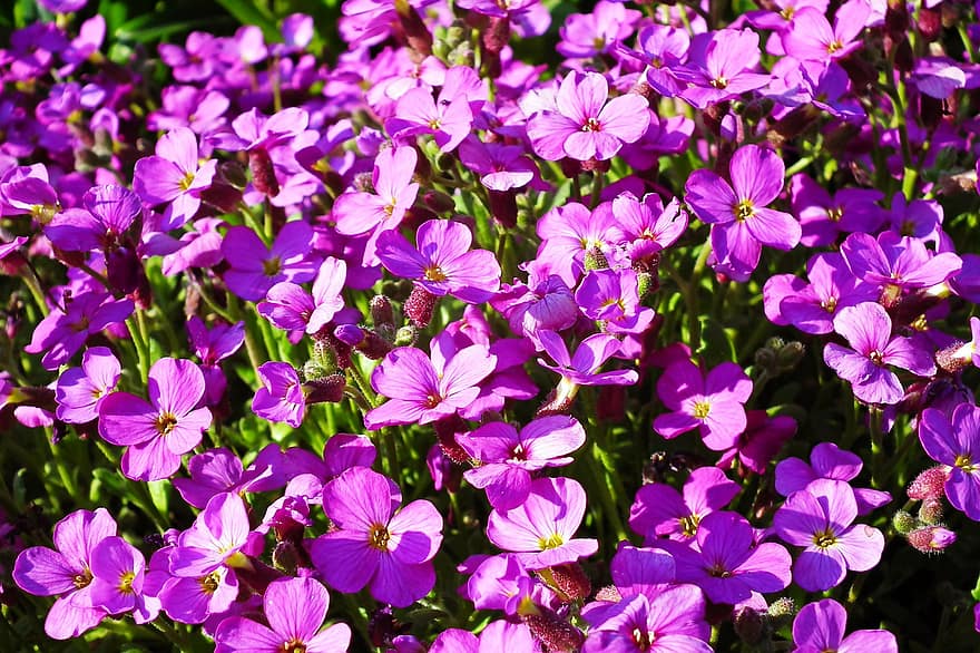 Blumen, violett, Natur, Frühling, Pflanzen, die Blütenblätter, Garten, blühend