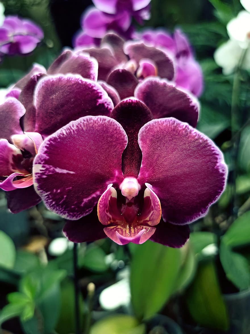 orchidee, fiori, fiori viola, giardino, petali, petali viola, fioritura, fiorire, flora, pianta, esotico