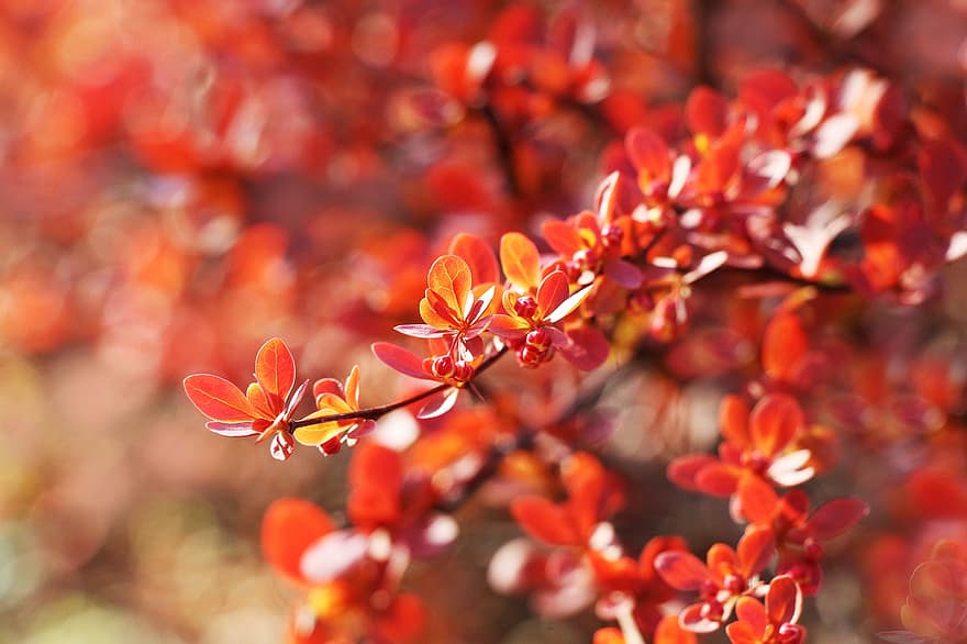 Barberry, Leaves, Plant, Red Leaves, Sprig, Branches, Nature, leaf, close-up, autumn, season