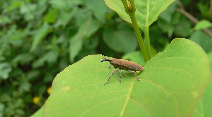 Insects, Bug, Beetle, Nature, Animals, Close, Green Leaves, Lixus Sp, Curculionidae, Coleoptera
