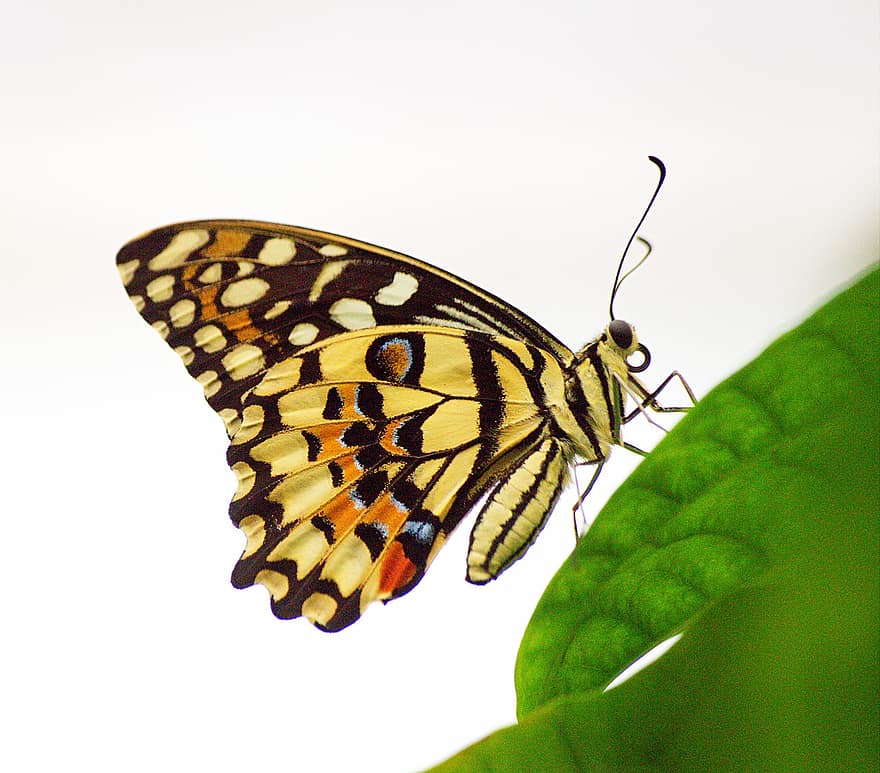 метелик вапна, метелик, комаха, лист, тварина, крила, Рослина, сад, природи, впритул, макрос