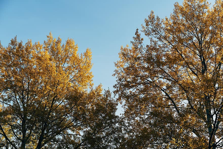 дерева, природи, осінь, сезон, падіння, ліс, парк, береза, жовтий, лист, дерево