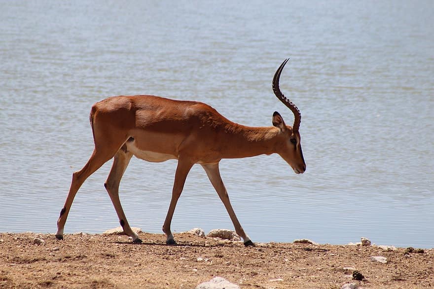 impala, animal, banco, lago, rio, antílope, mamífero, animais selvagens, região selvagem, selvagem, natureza
