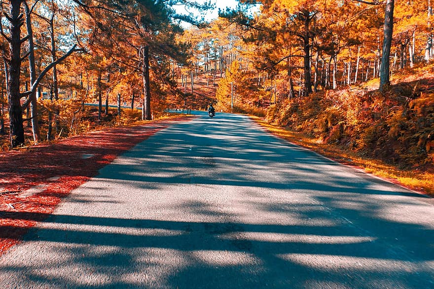 estrada, floresta, outono, montanha, pavimento, curva, caminho, arvores